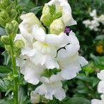 Antirrhinum majus Flor