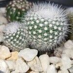 Mammillaria hahniana برگ