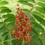 Rhus glabra Fruit