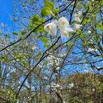 Halesia diptera Fiore