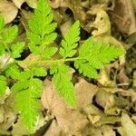 Botrychium virginianum Leaf