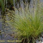 Carex canescens Habit