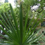 Copernicia alba Hoja