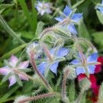 Borago officinalisFlower