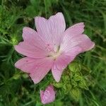 Malva alceaFloare