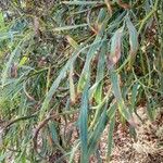 Acacia pendula Leaf