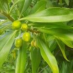 Bontia daphnoides Fruit