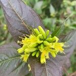 Diervilla sessilifolia Flower