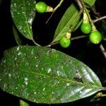 Ocotea leucoxylon Fruit