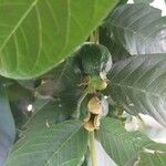Combretum kraussii Fruit