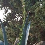 Misopates orontium 整株植物