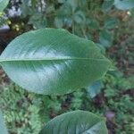 Euonymus grandiflorus Leaf