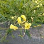 Diplotaxis tenuifolia Blomst