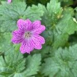 Geranium × oxonianum 花