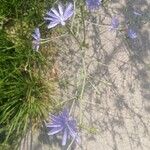 Cichorium endiviaFlower