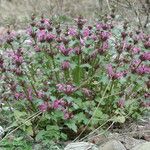 Lamium garganicum Costuma