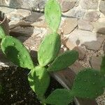 Opuntia maxima Blatt