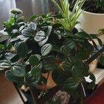 Peperomia quadrangularis Leht