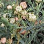 Linum usitatissimum Fruit