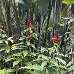 Costus comosus Flower