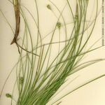 Carex halleriana Egyéb