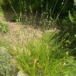 Carex divulsa Συνήθη χαρακτηριστικά