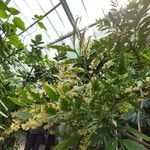 Phyllanthus arbuscula ᱵᱟᱦᱟ