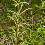 Urtica membranacea Характер