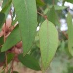 Eucalyptus dalrympleana Liść