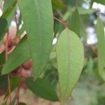 Eucalyptus dalrympleana Yaprak