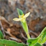 Commelina africana Leaf