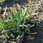 Plantago crassifolia Hoja
