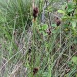 Schoenus nigricans Floare