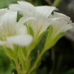 Saxifraga pedemontana Flor