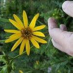 Silphium integrifolium ফুল