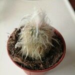 Oreocereus trollii Yaprak