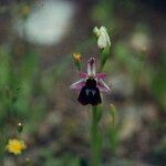 Ophrys ferrum-equinum Квітка