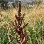 Rumex aquaticus फूल