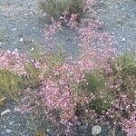 Limonium insigne Flower