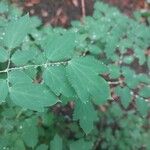 Thalictrum delavayi Ліст