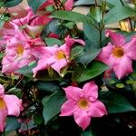 Mandevilla laxa Blad