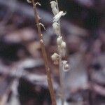 Epipogium roseum Fruit