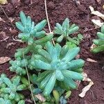 Sedum pachyphyllum Habit