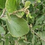 Cordia monoica Folha