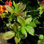 Rhododendron japonicum Folla