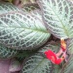 Episcia cupreataBlad