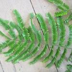 Pseudopiptadenia psilostachya Yaprak