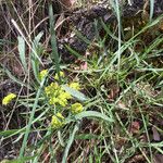 Lomatium triternatum Habit