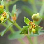 Euphorbia sulcata Flower
