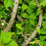 Bougainvillea glabra Bark